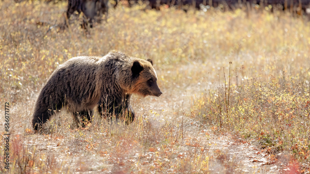 Grizzly Bear in the grass Grizzly Bear in the grass