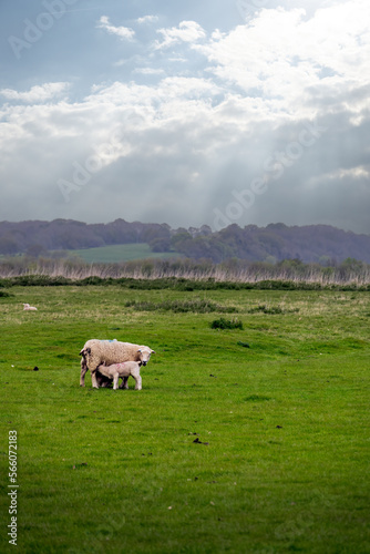 Lamb suckling and its mother in a field in spring