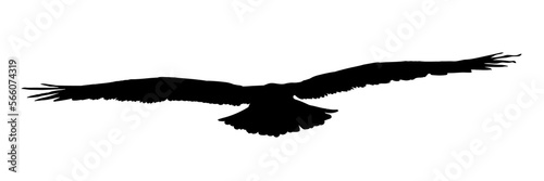 Falcon, hawk, eagle or orel black silhouette isolated on white background. A large predator soar in the air. Clipart icon, graphic simple element for design. Vector illustration.