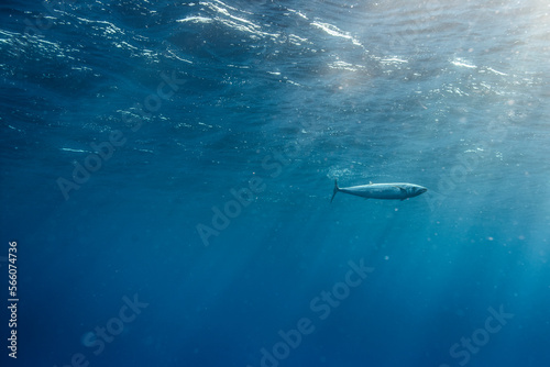 Barracuda (Sphyraena) fish swimming near water surface, Revillagigedo Islands, Colima, Mexico photo