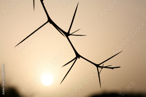 Thorns of an acacia in the Zakouma National Park. Chad photo