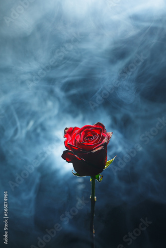 red rose on blue smoke background