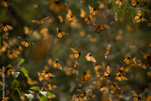 Monarch butterflies (Danaus plexippus) fly in Cerro Pelon Sanctuary for monarch butterflies near Capulin village in Mexico State, Mexico