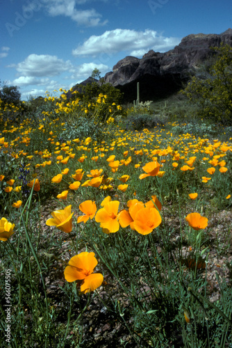 Organ Pipe National Monument