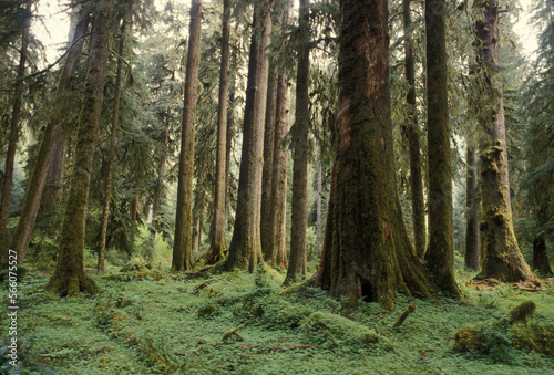 Wallpaper Mural Olympic Peninsula Torontodigital.ca