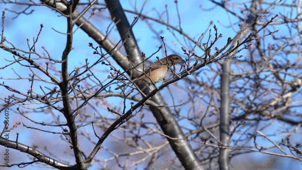 prey impaled on twigs by bull headed shrike prey impaled on twigs by bull headed shrike