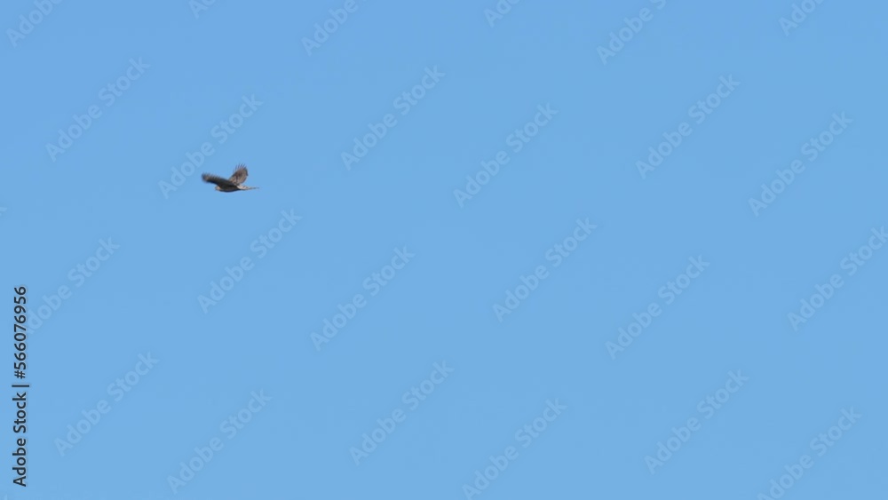 northern goshawk and osprey in flight northern goshawk and osprey in flight