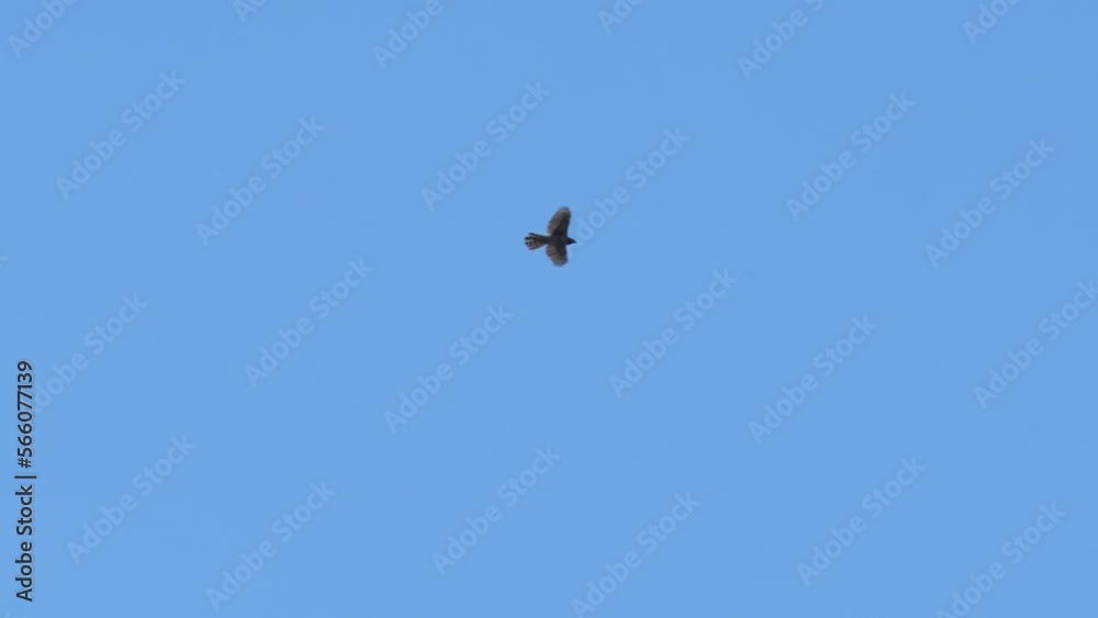 northern goshawk and osprey in flight northern goshawk and osprey in flight