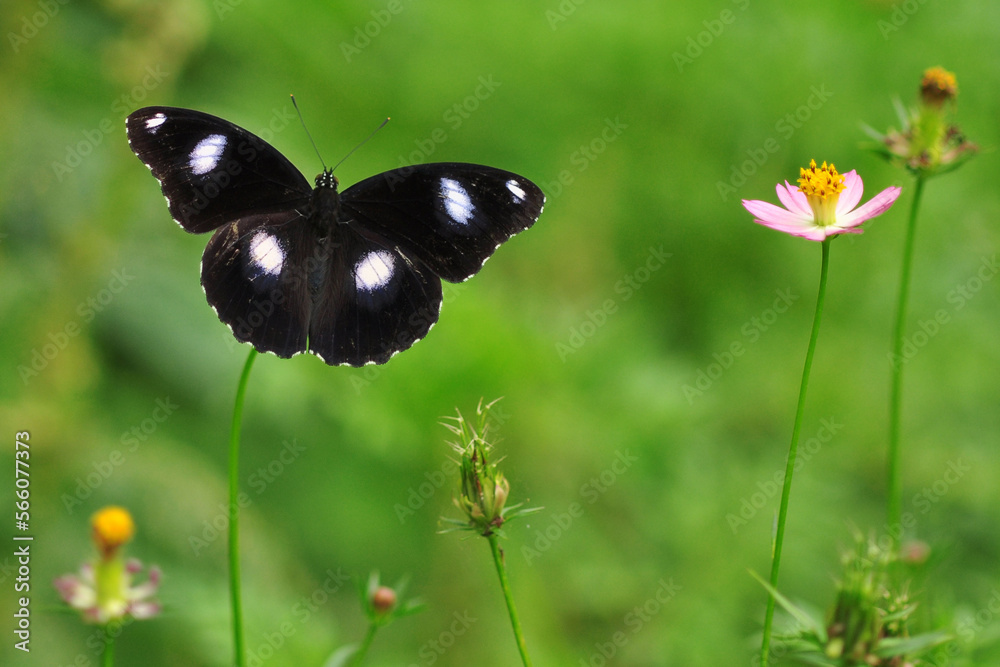 Fototapeta premium butterfly on grass