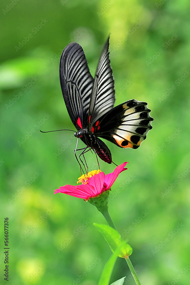 Fototapeta premium butterfly on a flower