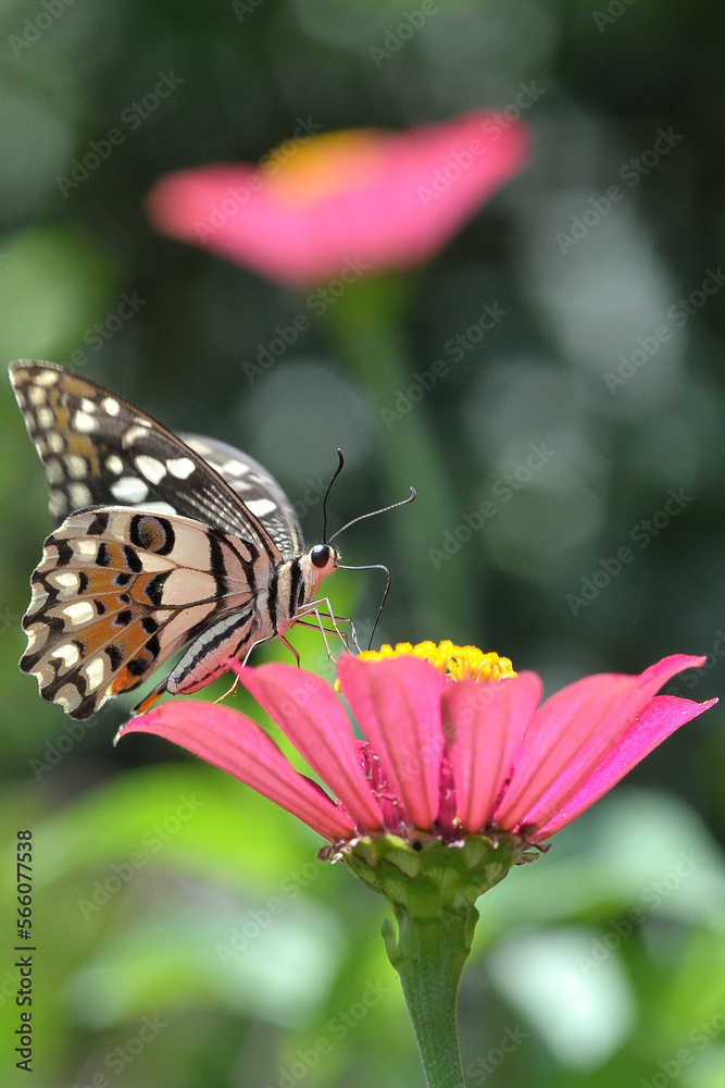 Obraz premium butterfly on flower