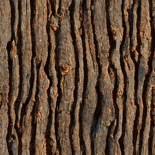 stone wall background bark of a tree tree texture