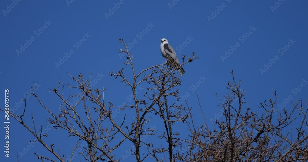White hawk perched on the top of a tree White hawk perched on the top of a tree
