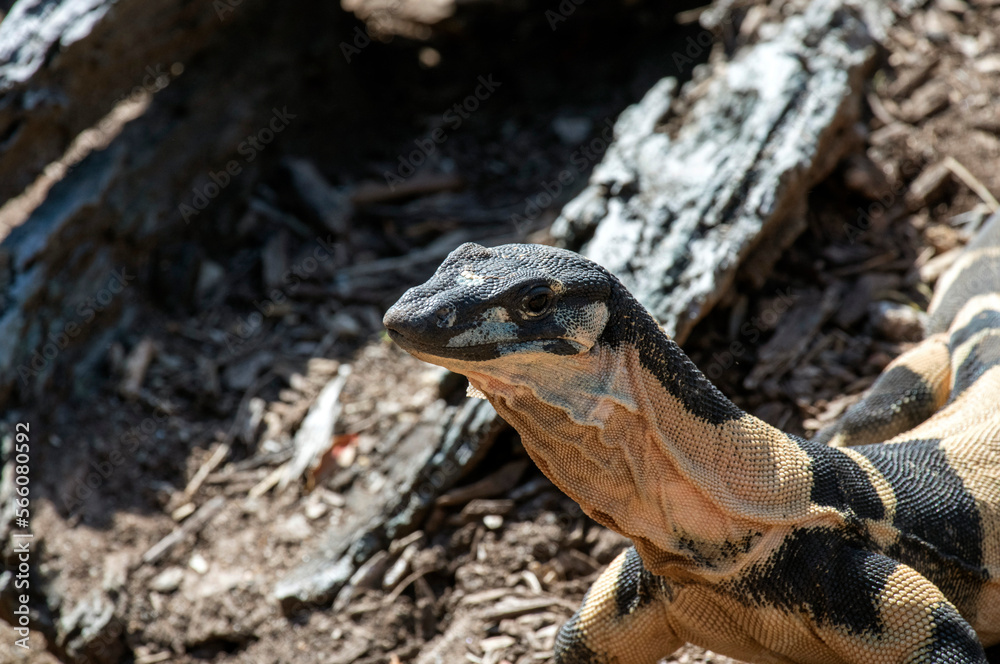 Φωτογραφία Perentie (Varanus giganteus)