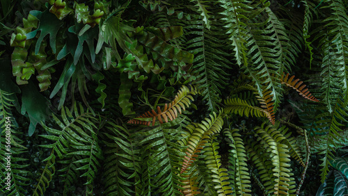 Group of dark green tropical leaves background  Nature Lush Foliage Leaf Texture  tropical leaf