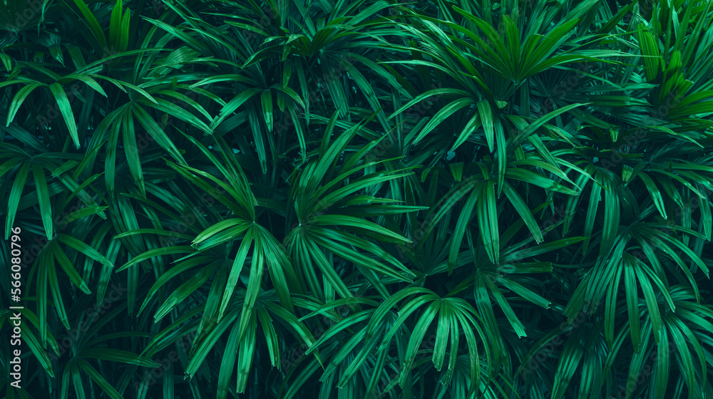 closeup nature view of palm leaves background, dark nature pattern concept