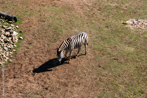 Plains Zebra  Equus quagga 