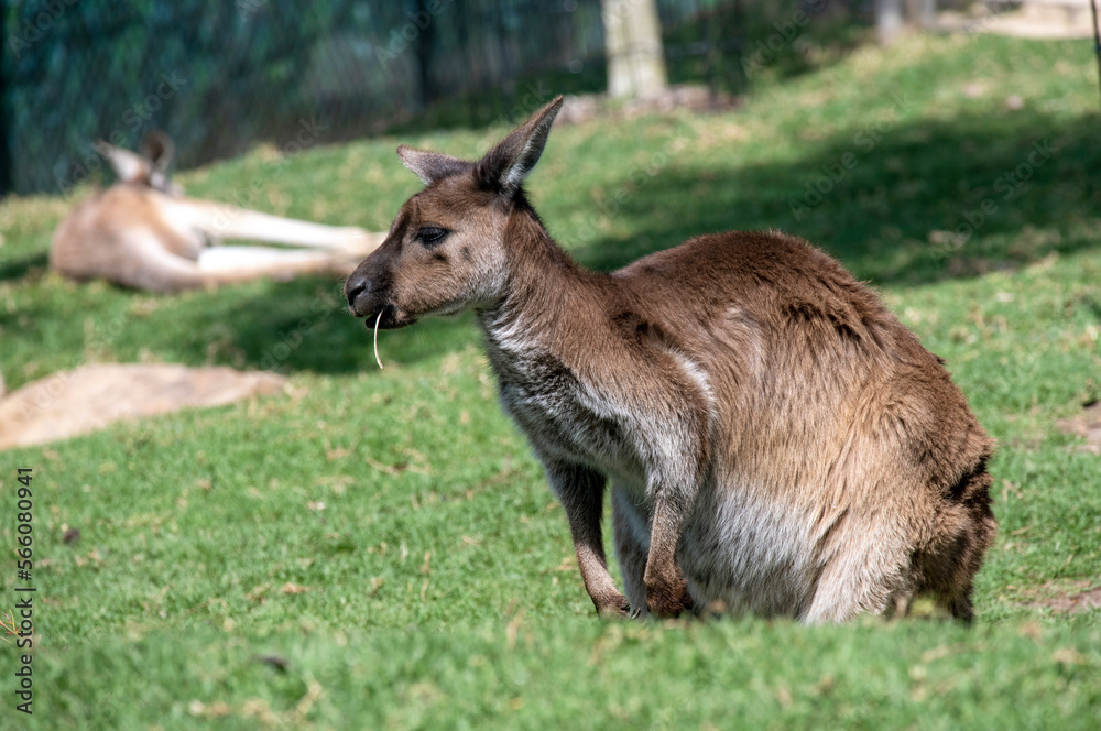 Red Kangaroo (Macropus rufus) Red Kangaroo (Macropus rufus)
