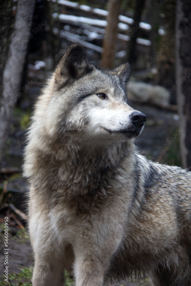 Grey wolf standing in the forest