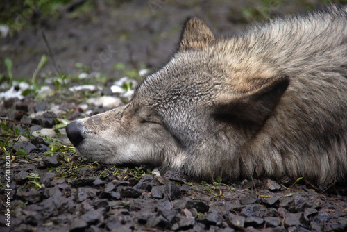 Portrait of a sleeping grey wolf