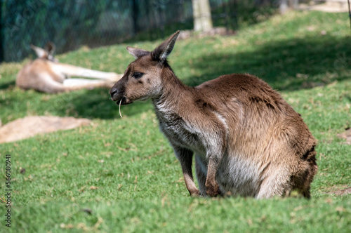 Red Kangaroo (Macropus rufus)