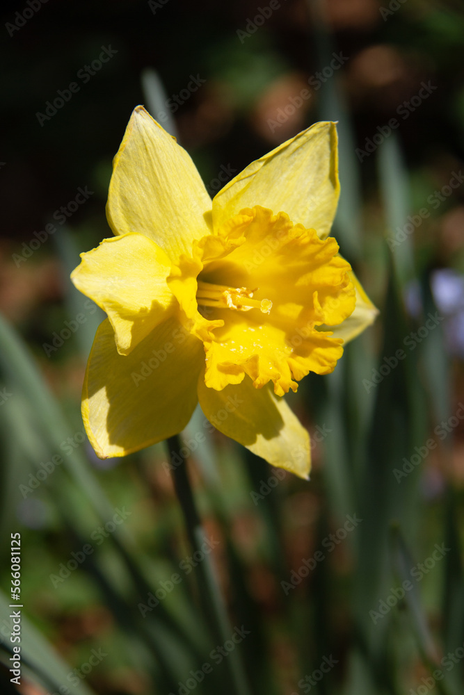 Yellow daffodil flower on a sunny day Yellow daffodil flower on a sunny day