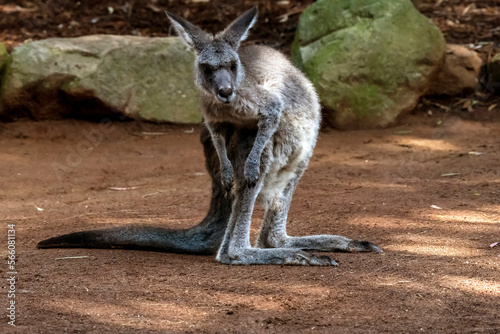 Rock Wallaby