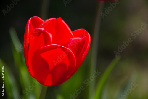 Red tulip flower on a green background on a sunny day