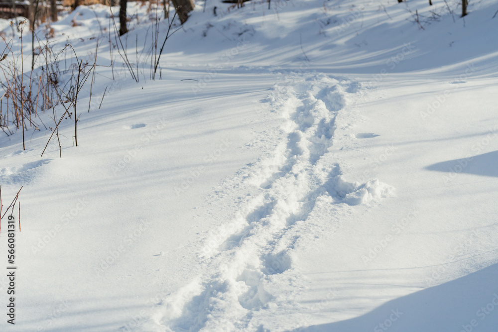 foot path in the snow 