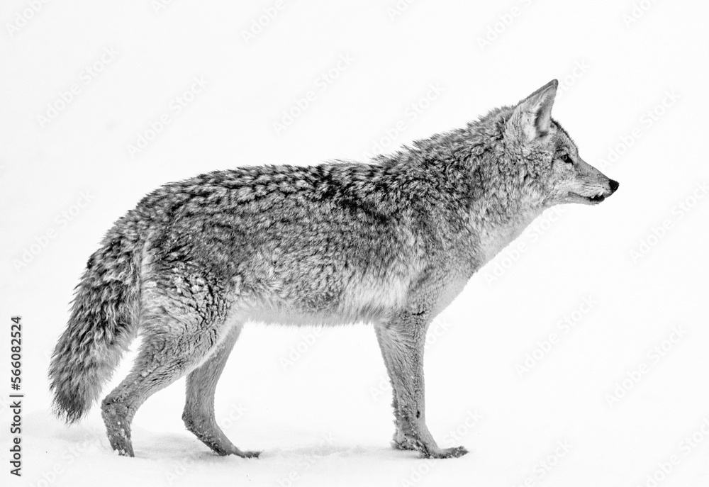 Obraz premium Coyote in Winter