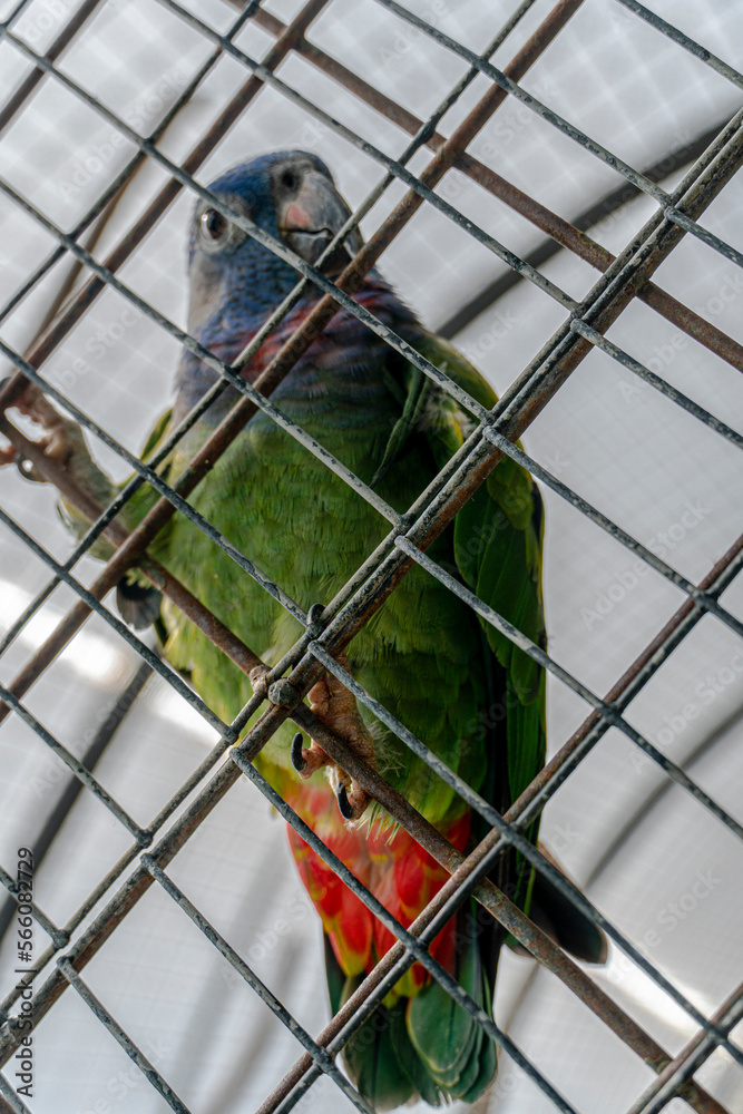 Obraz premium exotic birds outdoors and others in captivity with beautiful colors aven from south america