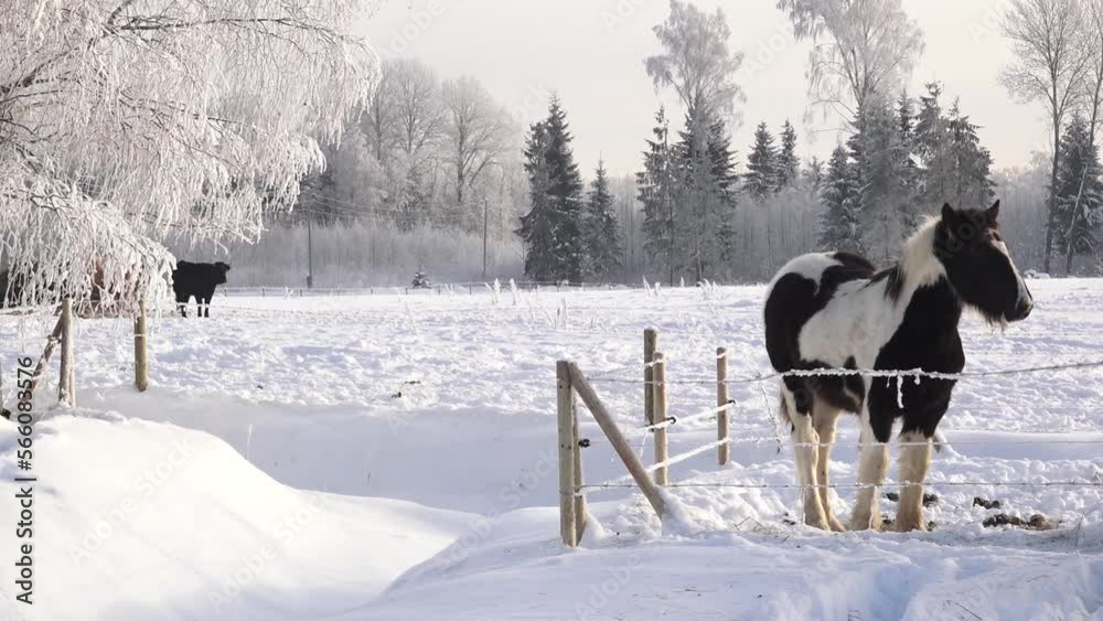 Horses in the paddock in winter. American horses graze in a meadow