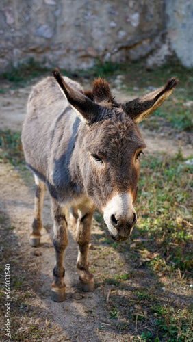 Donkeys in captivity © wen