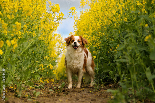 beautiful long haired small mixed dog portrait in the track in a rape seed field