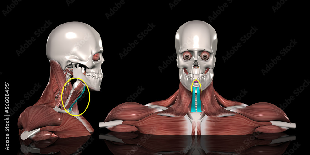 人体の頚部筋肉(胸骨舌骨筋) Stock Illustration Adobe Stock