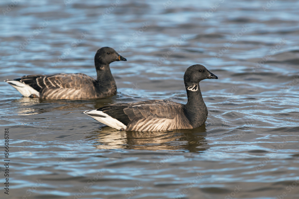 Brent Goose, Branta bernicla - Geese in the environment during winter migration Brent Goose, Branta bernicla - Geese in the environment during winter migration