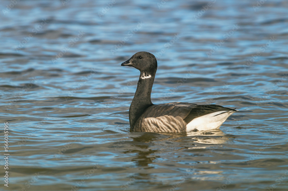 Brent Goose, Branta bernicla - Geese in the environment during winter migration