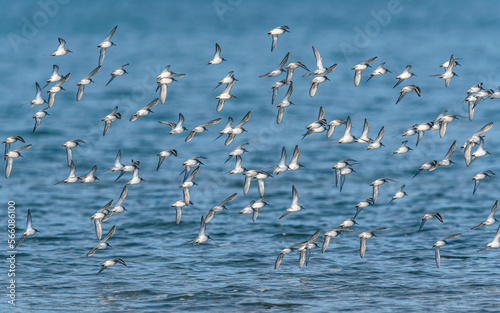Dunlin, Calidris alpina - Dunlins in flight over environment during migration photo