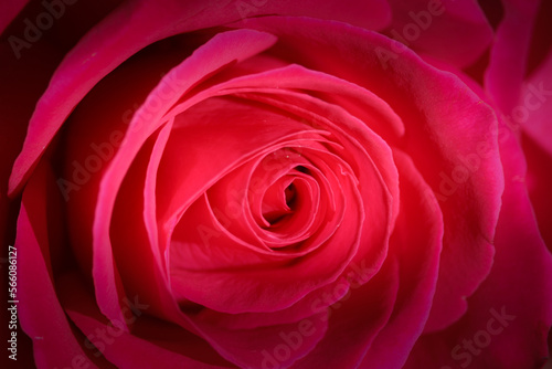 Beautiful red rose for valentines