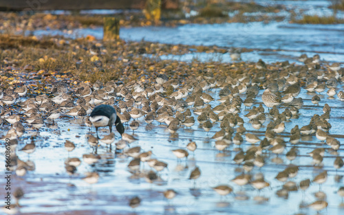 Dunlin, Calidris alpina - feeding in the habitat during winter migration