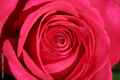 Beautiful red rose for valentines