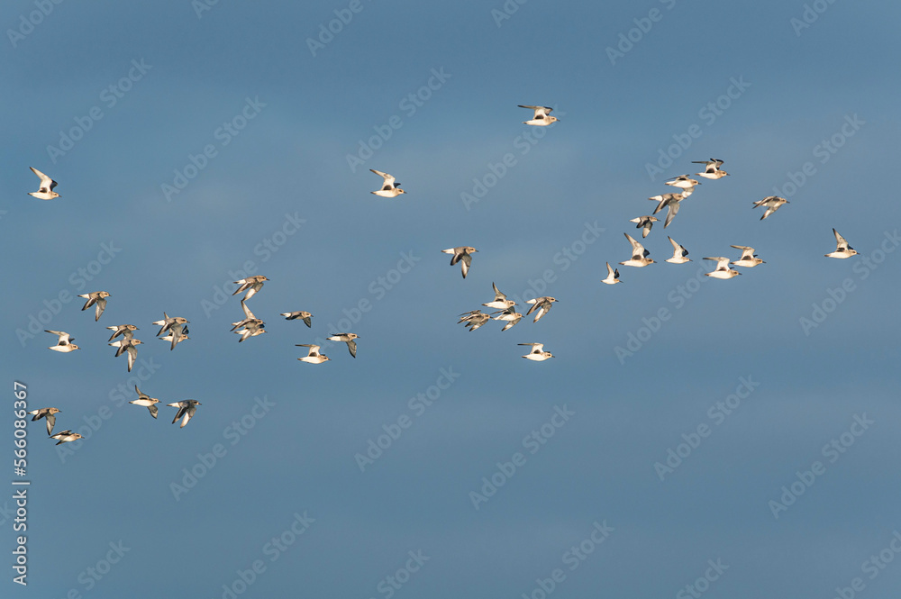 Grey Plover, Pluvialis squatarola - Birds in the environment during winter migration Grey Plover, Pluvialis squatarola - Birds in the environment during winter migration