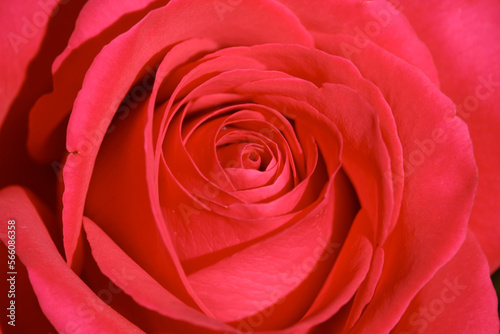 Beautiful red rose for valentines