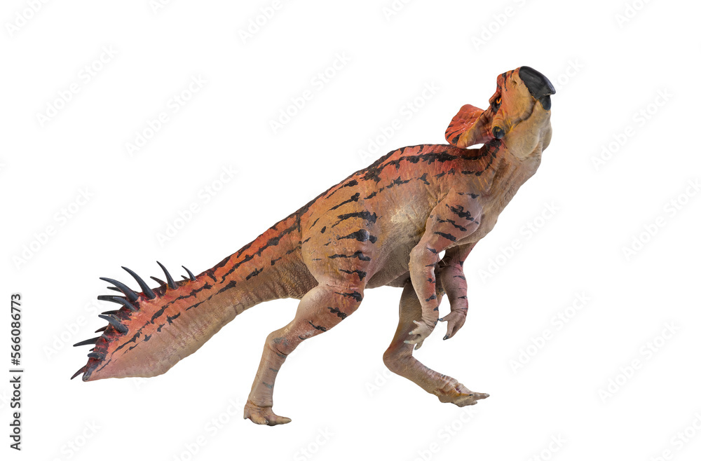 Protoceratops , dinosaur on isolated background Protoceratops , dinosaur on isolated background