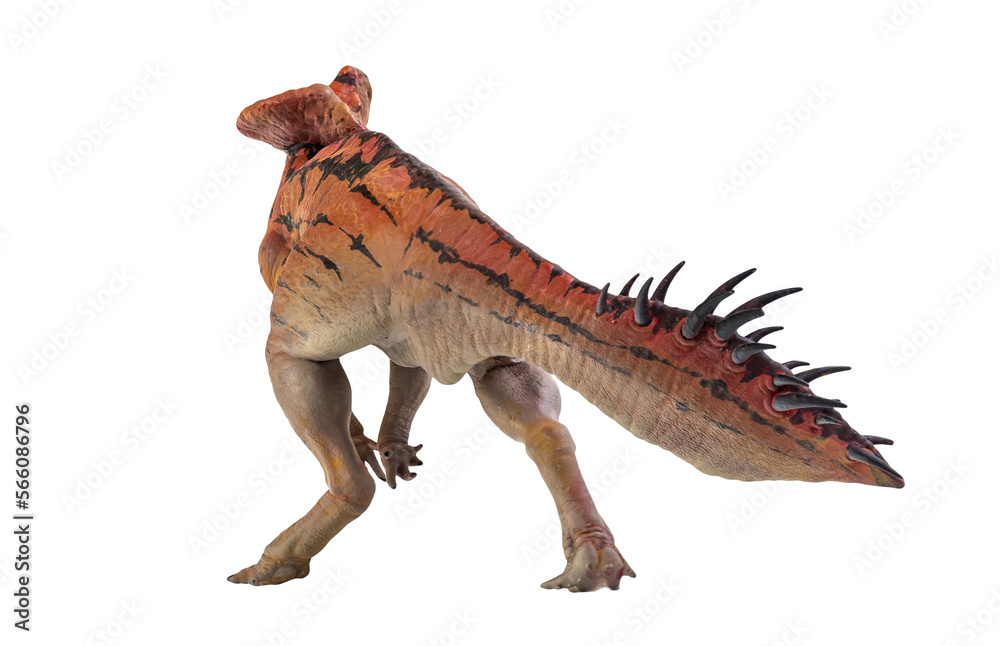 Naklejka premium Protoceratops , dinosaur on isolated background