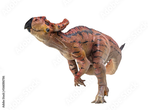Protoceratops  , dinosaur on  isolated background