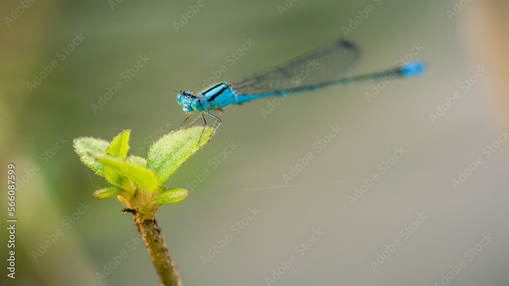 A beautiful little Blue Damselfly perched on green leaf in pond and nature background, Selective focus, insect macro, Colorful insect in Thailand. A beautiful little Blue Damselfly perched on green leaf in pond and nature background, Selective focus, insect macro, Colorful insect in Thailand.