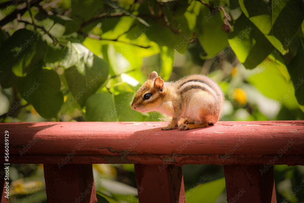 Cute Baby Chipmunks