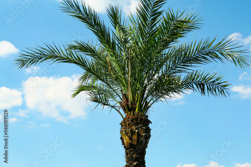 Beautiful palm tree with green leaves against blue sky