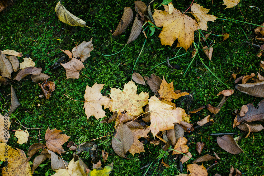 Fallen autumn leaves lie on the damp green moss in the park.  .